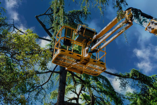 How Our Tree Care Process Works  in Redstone Arsenal, AL